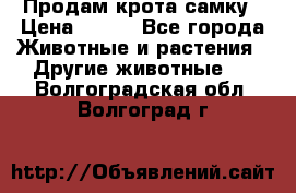 Продам крота самку › Цена ­ 200 - Все города Животные и растения » Другие животные   . Волгоградская обл.,Волгоград г.